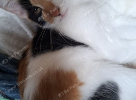 Kittens for sale