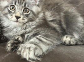 1 tica active girl left polydactyl