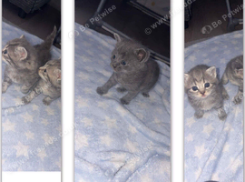 3 British shorthair kittens
