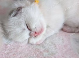 TICA Blue Bicolor/Mitted Ragdoll kittens