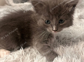 Kittens for sale
