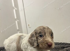Cockapoo puppies