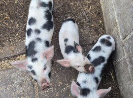 Pig