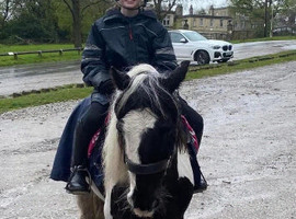 12.2 fun mare 11 years old