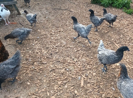 Blubelle pullets