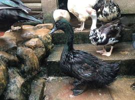12-month-old Cayuga Drake available