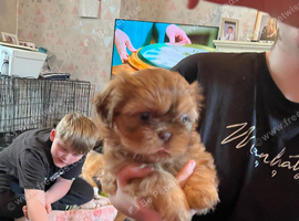 Adorable puppies