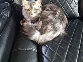 Maincoon cross
