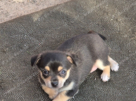 Chihuahua  boy