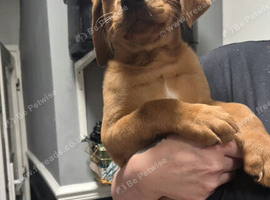 Fox red lab last big boy