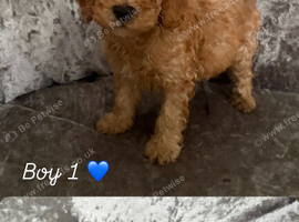 Cockerpoo puppies