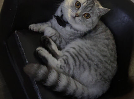Beautiful exotic British shorthair