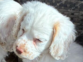 Orange Roan Girl Cocker Spaniel Puppy