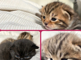3 kittens available early may