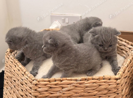 British short hair kitten