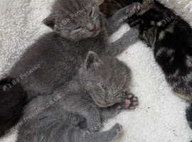 British short hair kittens for sale