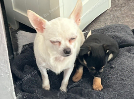 Small breaded Chihuahua