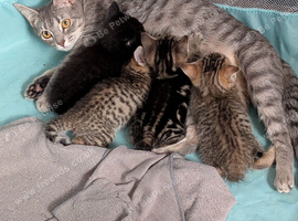 4 stunning kittens need new homes