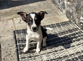 Lovely Border Collie x Kelpie puppies