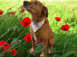 Short bark and sides dog groomers, calne