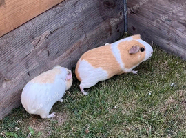 2 female sisters