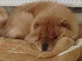 chow chow  stud only