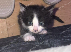Kittens