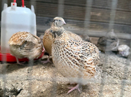 Jumbo female/male coturnix quails