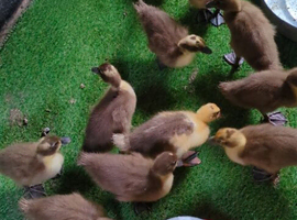Khaki campbell cross ducklings
