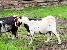 8month old Pygmy billy goat