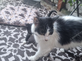 Mixed bred Black/White kittens