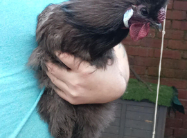 Silkie