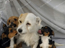 jack russel cross