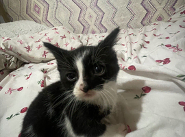 Kittens