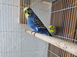 Rainbow budgies for sale