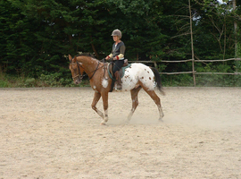 Looking for a youngster 1-5 years, prefer a filly with flowing paces.