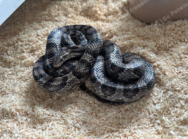Female Anery