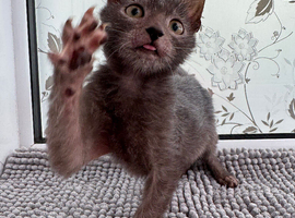 Pedigree Lykoi Kittens
