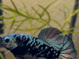 Premium bettas