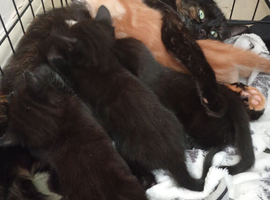 Kittens for sale