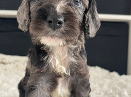 F1 cockapoo puppies