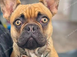 French bulldog rehome