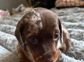 Miniature dachshund