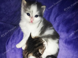 Very fluffy 2 female kittens