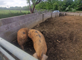Looking for a boar asap