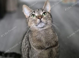 Grey tabby & white kittens available