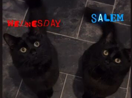 Wednesday the black cat