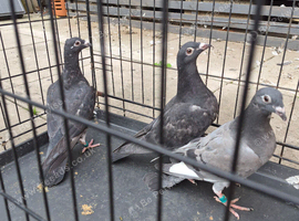 Raceing pidgeons