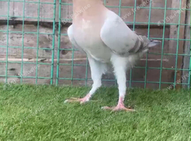 Syrian Young Pigeon