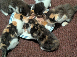 Kittens for sale